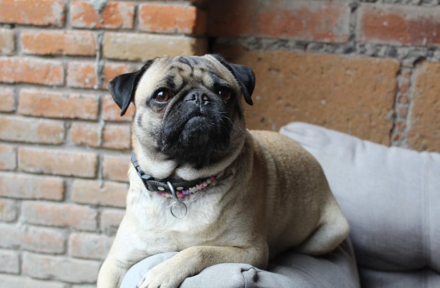 Black and Decker Dustbuster Not Charging? Fix It Easily Now!