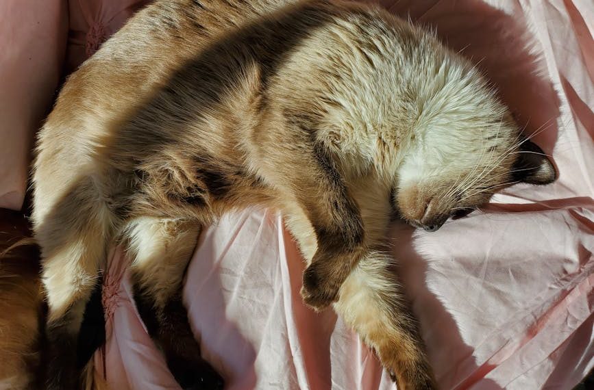 Discovering the Rarest Squishmallow: A Unique Plush Hunt