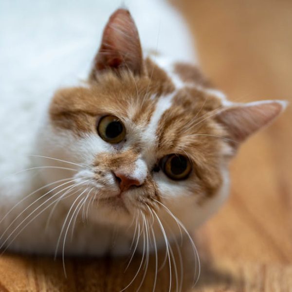 5 Essential Tips to Handle Cat Litter Without Vacuuming
