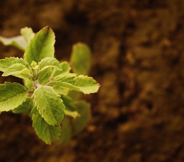 9 Essential Tips Before Buying the Bissell Little Green