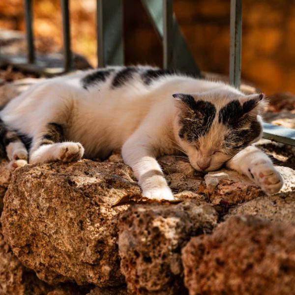 Beginner’s Guide: Using Bissell Pet Stain Eraser Effectively