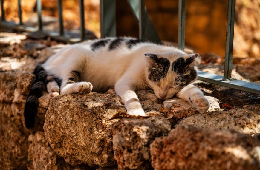 Beginner’s Guide: Using Bissell Pet Stain Eraser Effectively