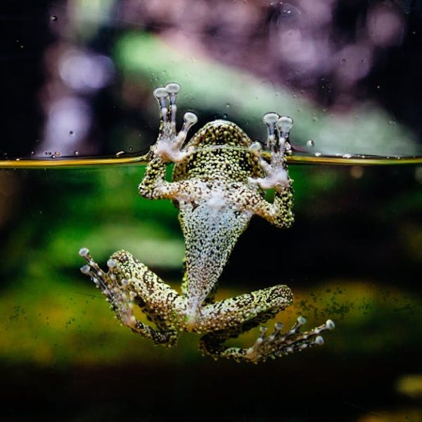 Bissell Little Green: Step-by-Step Usage Tutorial Guide