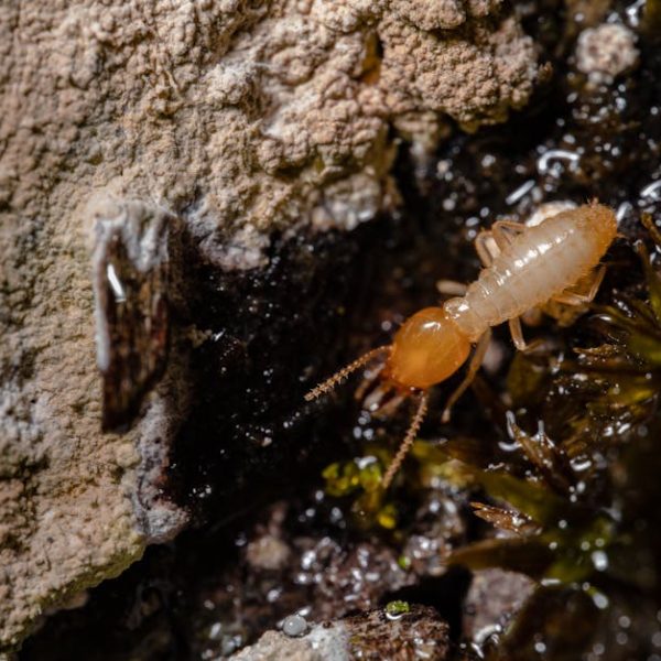 Can You Vacuum Fleas off Cats and Dogs? Essential Tips Inside!