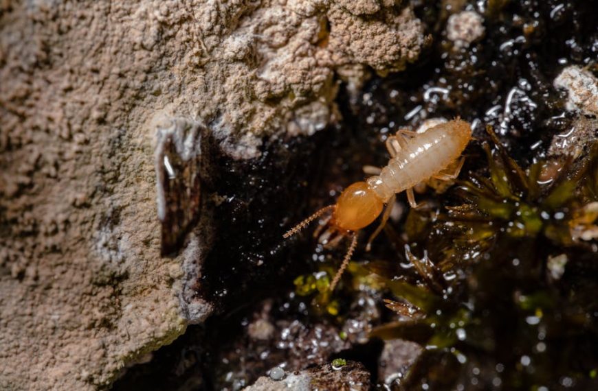 Can You Vacuum Fleas off Cats and Dogs? Essential Tips Inside!