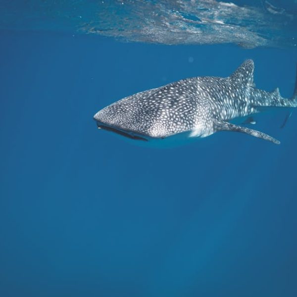 How to Use Shark Sonic Duo: A Beginner’s Manual