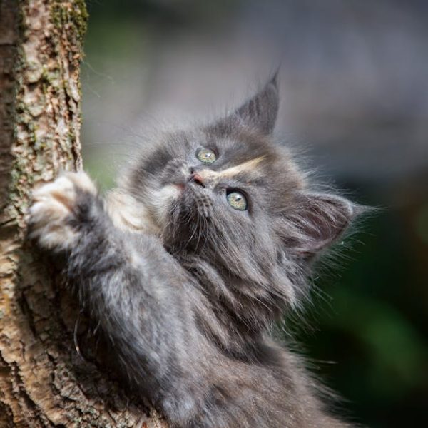 Master Guide: Using Bissell Pet Hair Eraser Handheld (Manual)