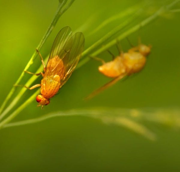 Most Effective DIY Fruit Fly Trap: Step-by-Step Guide
