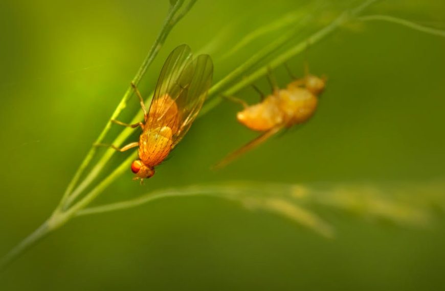 Most Effective DIY Fruit Fly Trap: Step-by-Step Guide