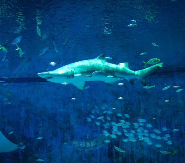 Shark Steam Mop Leaking Water? Find Your Solution Here!