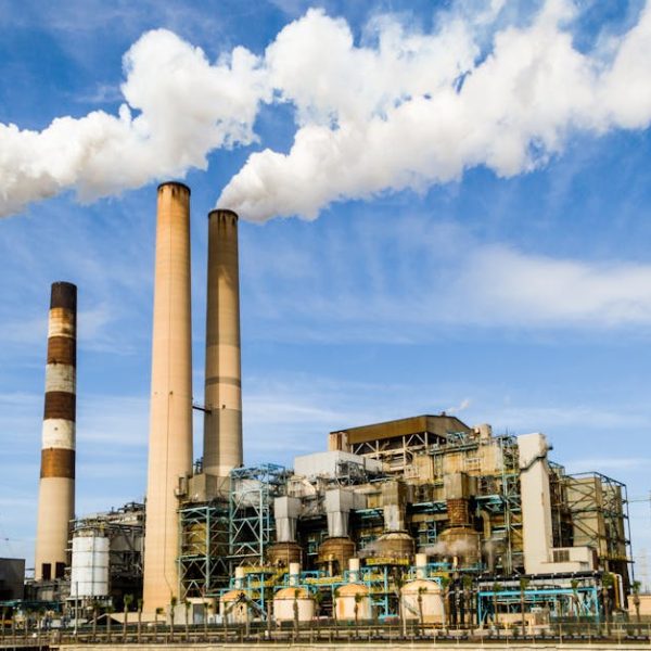 Steam Cleaning: Effective Solution to Kill Fleas and Their Eggs?