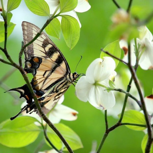 Ultimate Guide: How to Clean Your Bissell Little Green