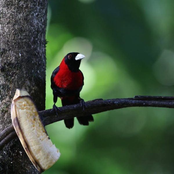 17 Quick and Easy Tips to Banish Fruit Flies for Good