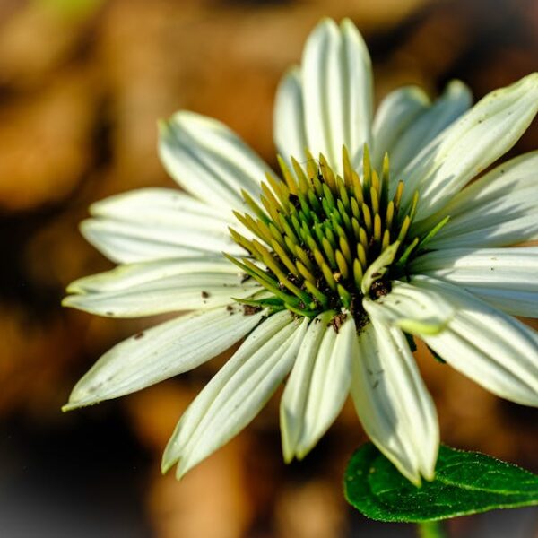 2026 Guide to Big Savings: Switch to Natural Cleaners