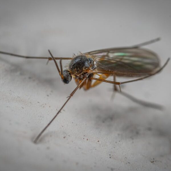 3 Easy Methods to Get Rid of Office Gnats Fast