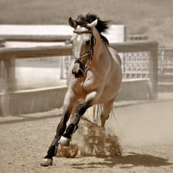 4+ Easy Methods to Detect Dust Mites in Your Home