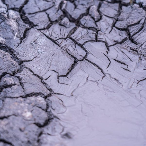 4 Easy Ways to Safely and Effectively Clean Mold Off Leather