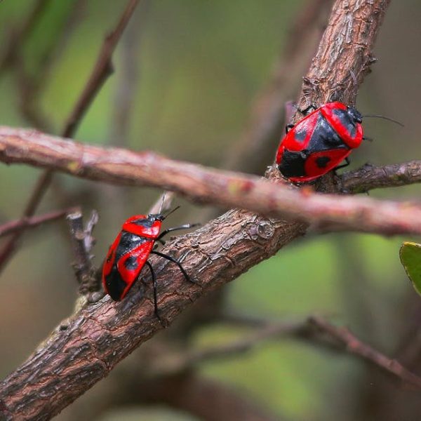 5 Effective Ways to Eliminate Red Bugs from Your Home