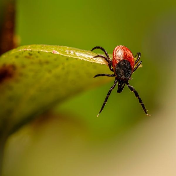 7+ Simple Tips to Permanently Eliminate Farinae Mites