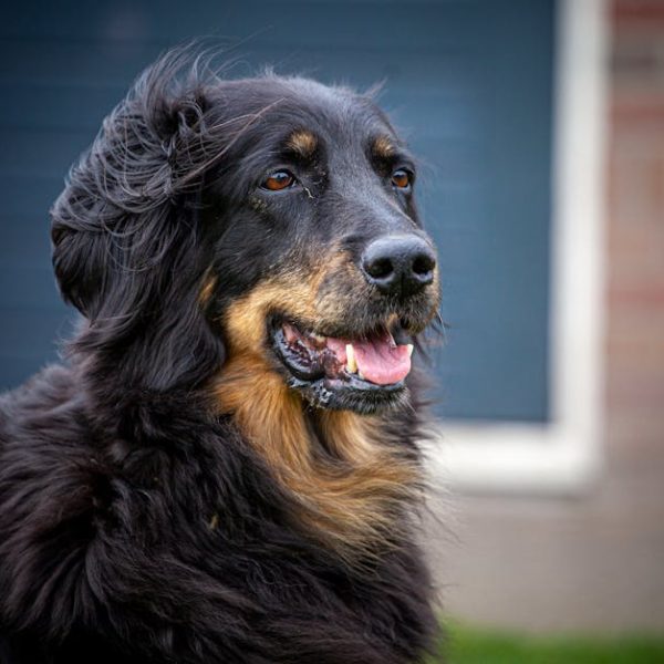 Best Tips for Effectively Removing Dog Hair from Blankets