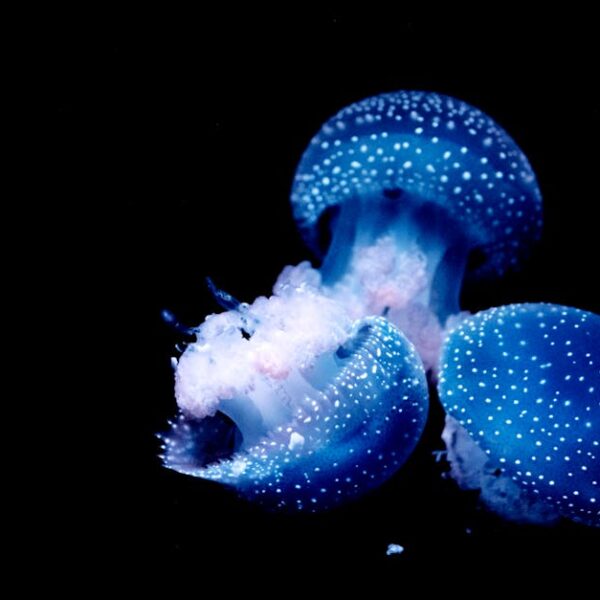 Can Low Water in Toilet Bowl Cause Damage? Uncover the Truth