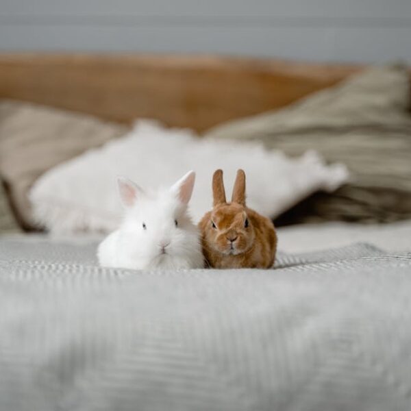 Can You Vacuum Rabbit Poop? (Find Out Here First)
