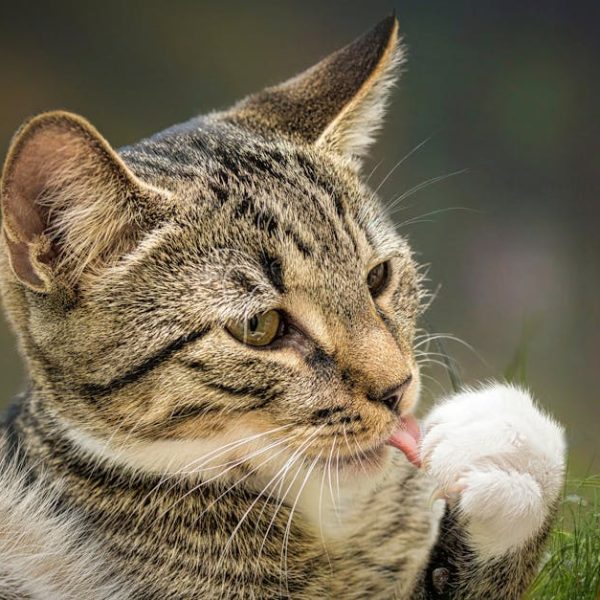 Eliminate Cat Litter Odor: Tips for a Fresh-Smelling Home