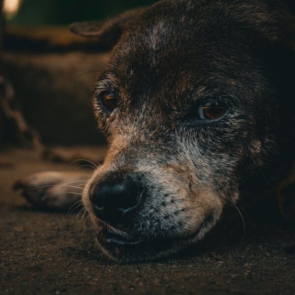 How to Clean Your Dog’s Ears at Home Without a Vet Visit