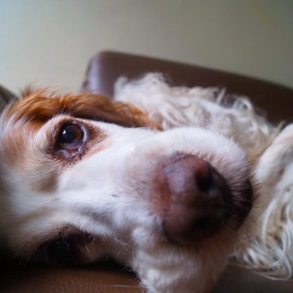 How to Remove Dog Hair from Car Seats: Top Tips for Fur-Free…