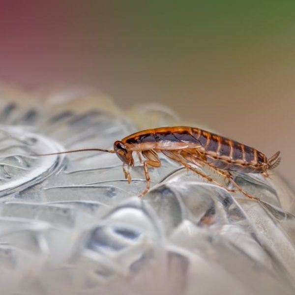 Natural Roach Repellent: Essential Oils to Ward Off Cockroaches