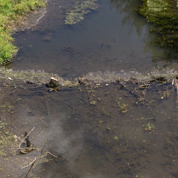 Safest Methods for Disposing of Dirty Mop Water – A Guide