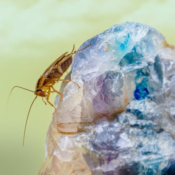 Simple and Effective Tips for Preventing Cockroaches at Home