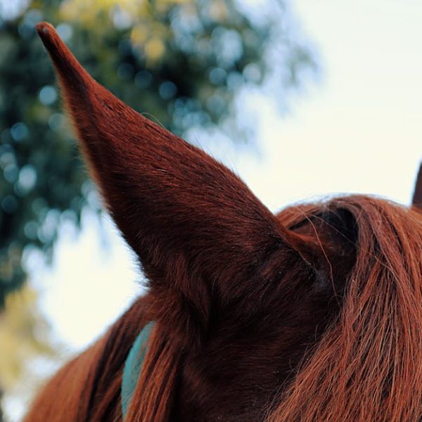 Top 11 Fast Ways to Remove Pet Hair from Your Couch