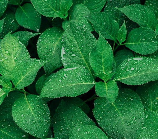 Top Effective Ways to Eliminate Mold and Ensure a Safe Home