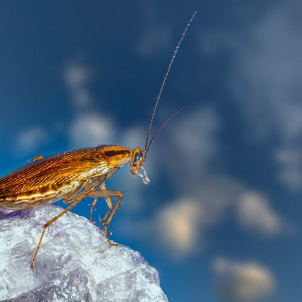Top Factors That Attract Roaches to Your Home: Prevention Tips