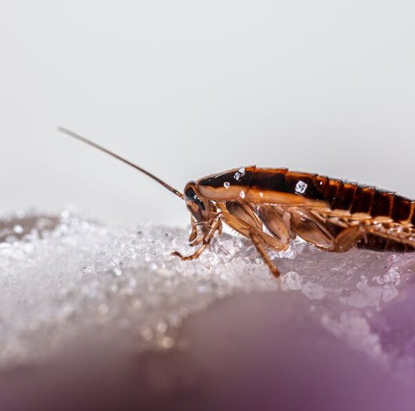 Top Natural Methods to Safely Eliminate Bed Bugs
