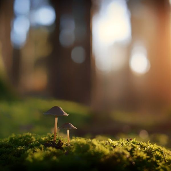 Top Natural Nail Fungus Remedies: Best Alternatives to Medication