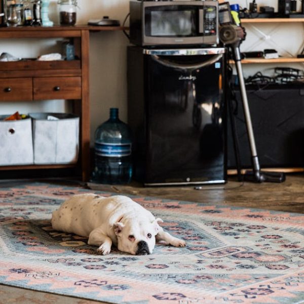 Top Solutions for Cleaning Commercial Carpet: Find the Best!