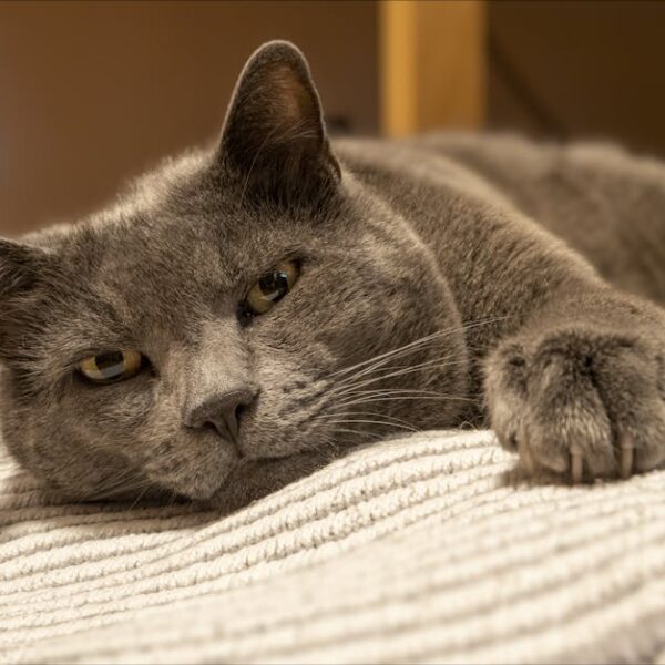 Top Solutions to Remove Cat Smell from Carpet Quickly