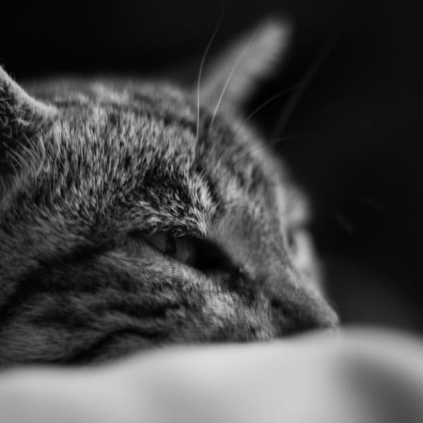 Top Tips to Easily Eliminate Pet Hair from Clothes