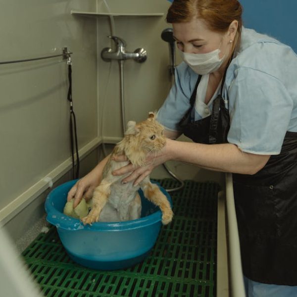 Top Tips to Remove Cat Hair from Furry Blankets Easily