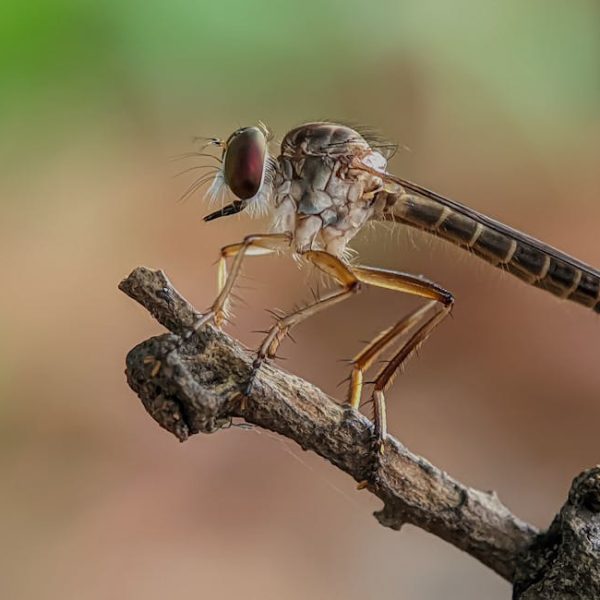 Understanding Bed Bug Lifespan: How Long Do They Really Live?
